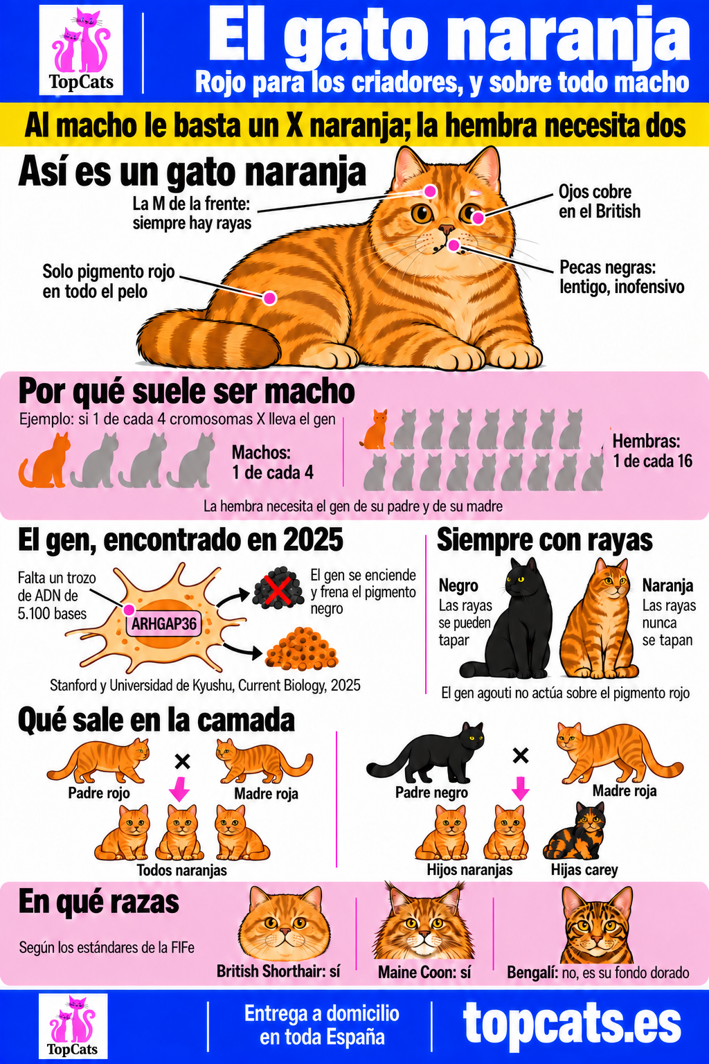 Infografía del gato naranja: por qué suele ser macho por el gen del cromosoma X, el gen de 2025, por qué siempre lleva rayas, las pecas de lentigo y qué razas admiten el rojo y el crema