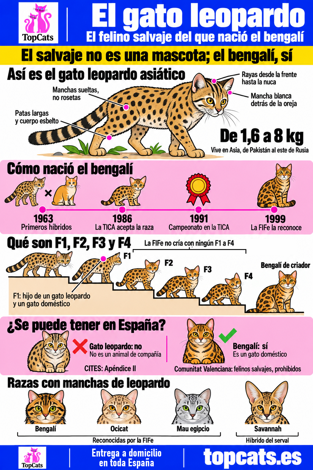 Infografía del gato leopardo asiático y el gato bengalí: tamaño, generaciones F1 a F4, cronología de la raza, estatus legal en España y razas con manchas