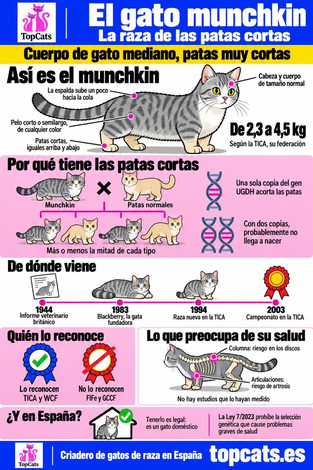 Infografía del gato munchkin: las patas cortas, la genética, la historia de la raza, qué federaciones lo reconocen, su salud y la ley en España