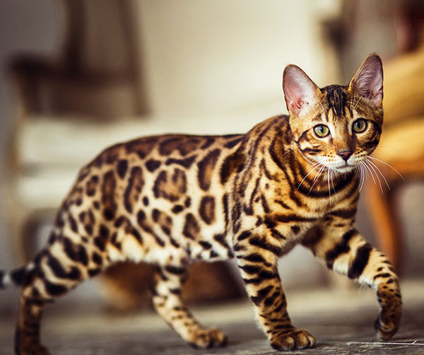Ejemplar adulto de Topcats caminando con elegancia por el interior de una casa. Su pelaje moteado de alto contraste lo sitúa entre los gatos más caros del mundo por su parecido con un leopardo