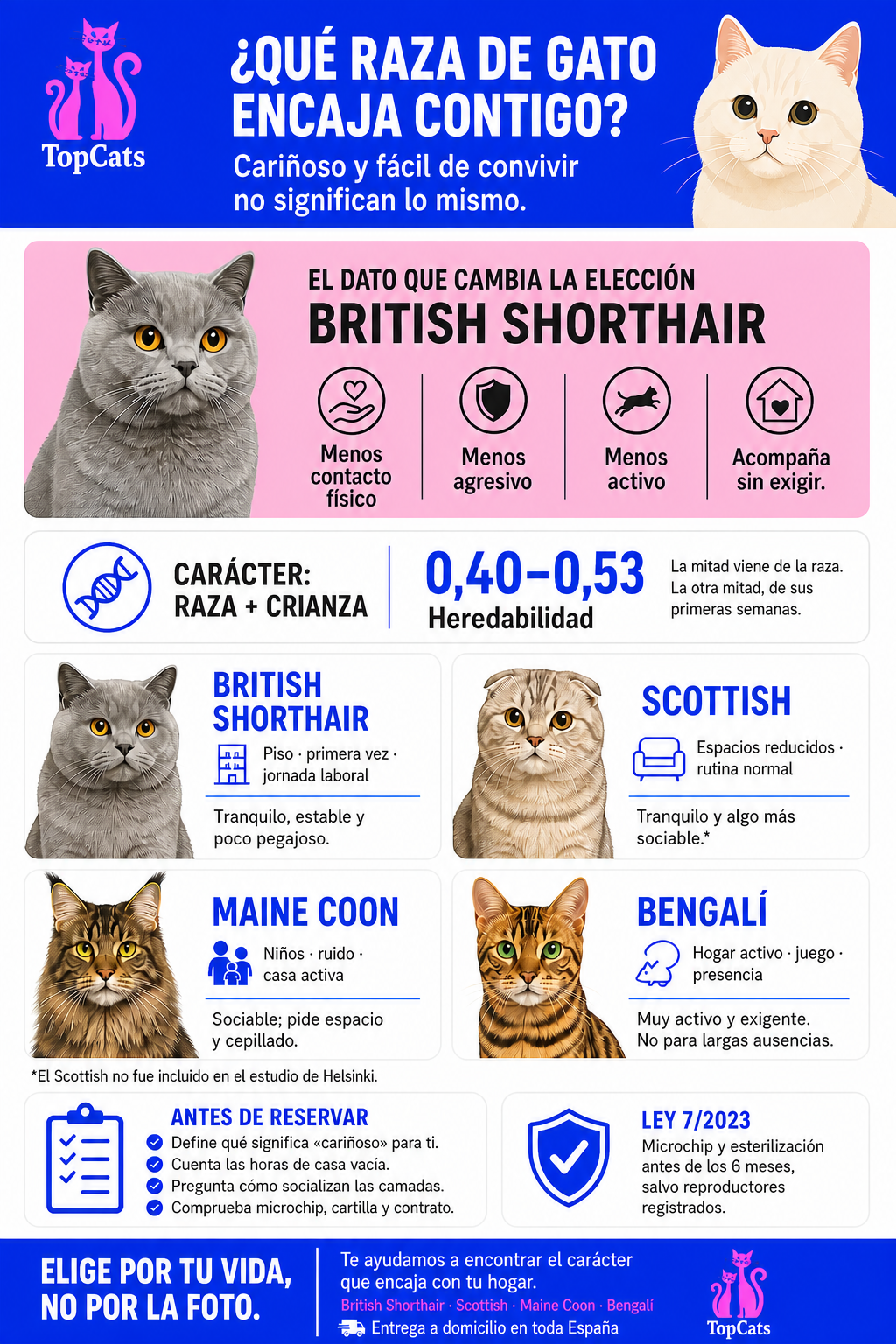 Infografía sobre qué raza de gato encaja en cada casa: British Shorthair, Scottish, Maine Coon y Bengalí comparados por carácter, actividad y convivencia