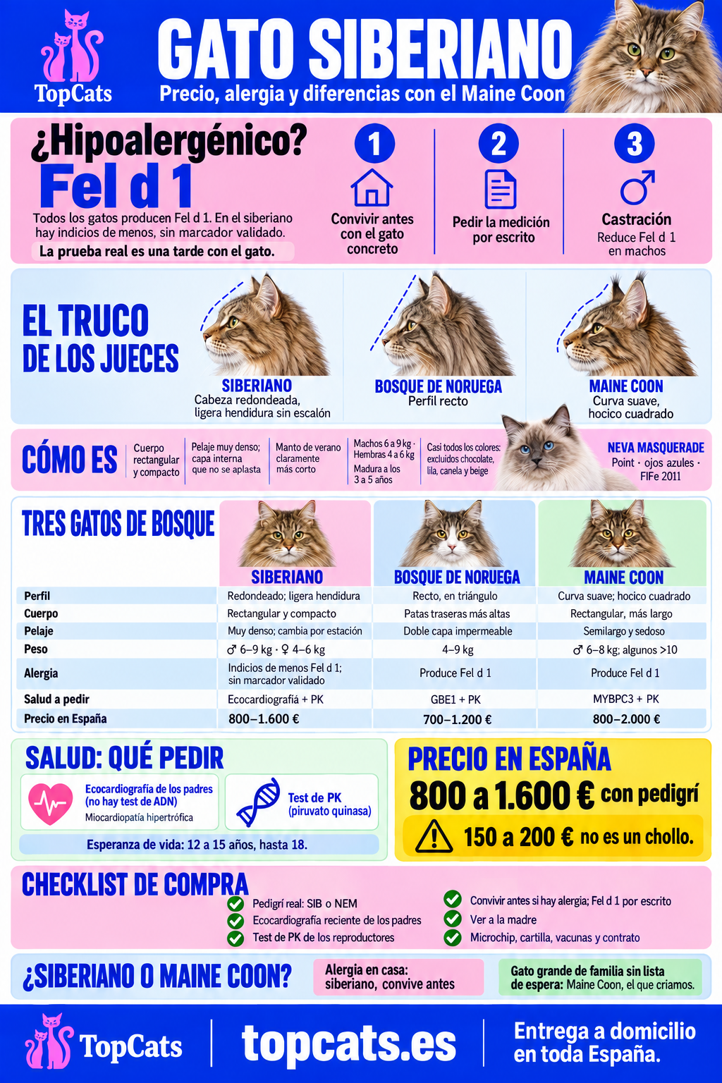 Infografía del gato siberiano: alergia y Fel d 1, el truco del perfil frente al bosque de noruega y el maine coon, salud, precio en España y checklist de compra