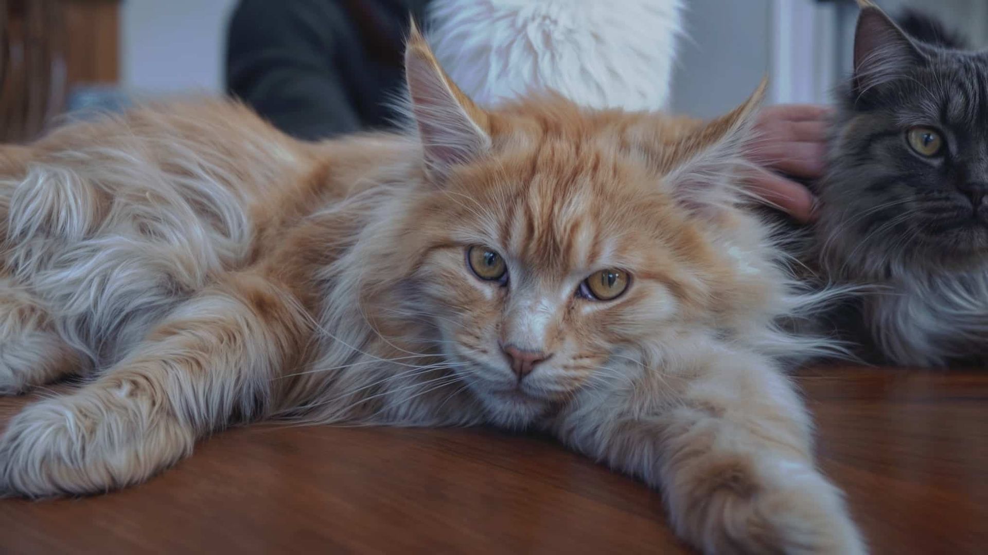 Gato Maine Coon de color naranja descansando sobre una superficie de madera, mostrando su pelaje largo y esponjoso