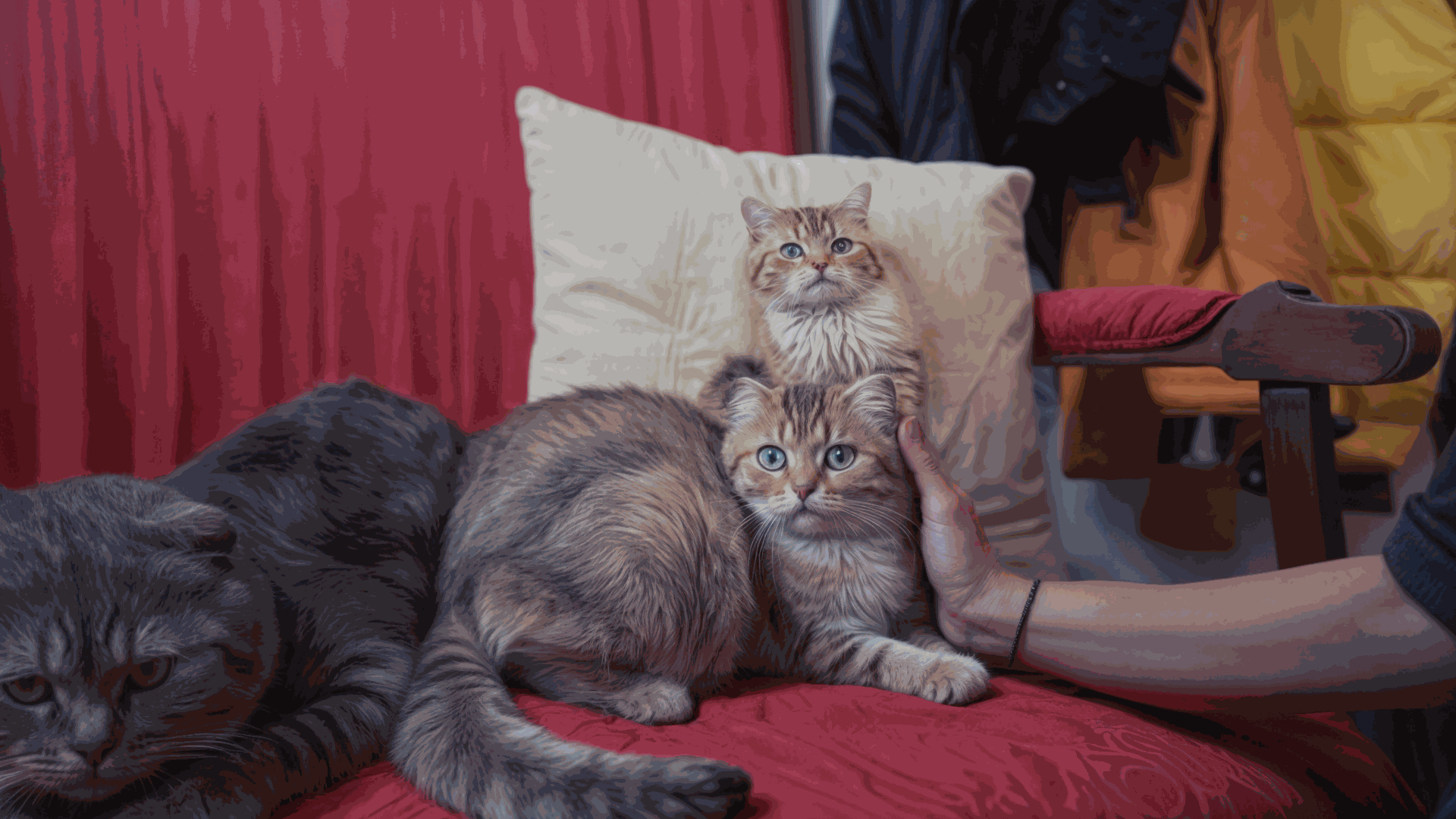 Gatos Scottish Fold descansando en un sofá rojo, con una persona acariciando a uno de ellos.