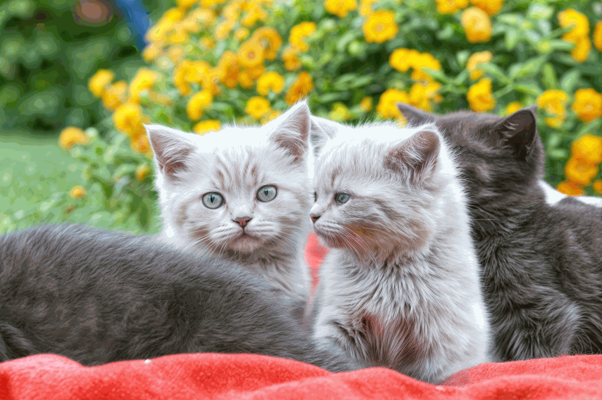 Dos gatitos británicos de pelo corto, uno gris y otro de color gris con parches rosados, posando sobre una manta roja frente a un fondo de flores amarillas. La imagen resalta su encanto y juguetonía, perfecta para interesados en comprar un gato en Valencia.