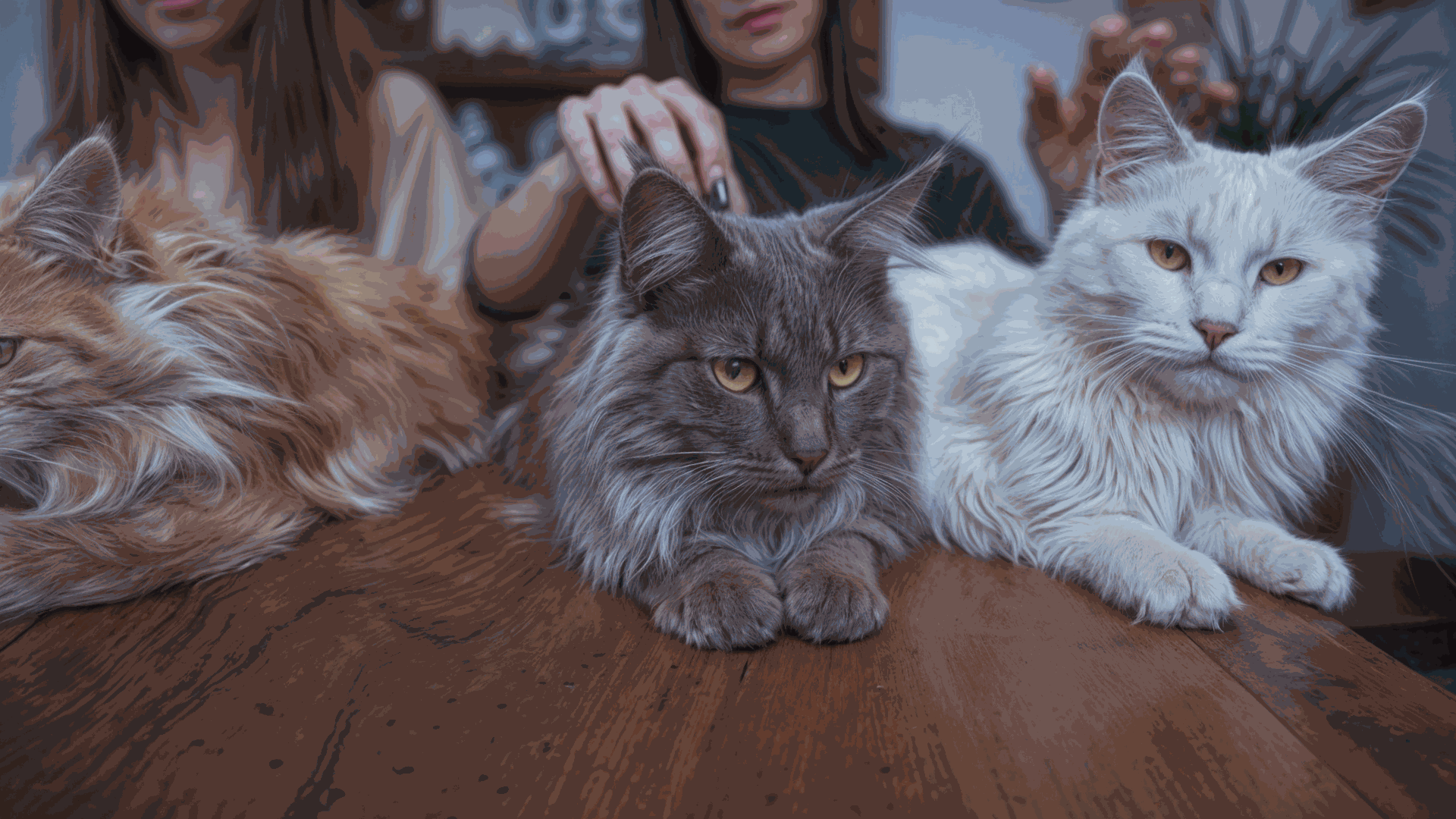 Tres majestuosos gatos de raza Maine Coon, uno naranja, uno gris y otro blanco, posando sobre una mesa de madera en una habitación iluminada. Las personas al fondo acarician a los gatos, mostrando una conexión humana y la belleza de estos animales, perfecto para aquellos interesados en comprar un gato de raza en Valencia.