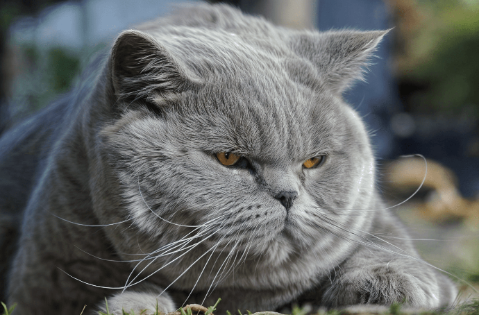 Un gato British Shorthair gris con cara redonda y ojos naranjas brillantes, tumbado en la hierba y mirando fijamente algo.