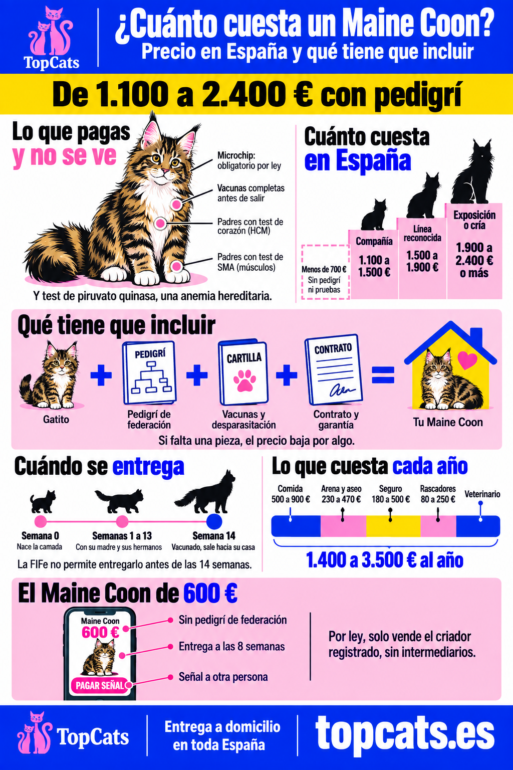 Infografía del precio de un gato Maine Coon en España: de 1.100 a 2.400 € con pedigrí según sea de compañía, de línea reconocida o para exposición o cría, qué tiene que incluir el precio, la entrega a las 14 semanas, lo que cuesta mantenerlo cada año y las señales de un anuncio de 600 €