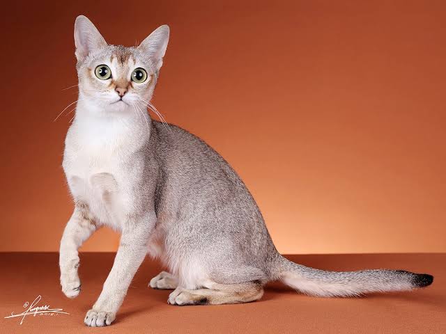 Gato Singapura de Topcats, una de las razas de gatos que no crecen más pequeñas del mundo.