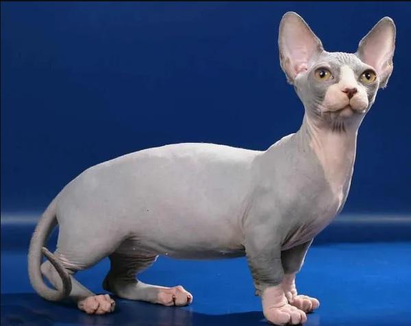 Gato Bambino de Topcats, un exótico gato que no crece, conocido por su piel sin pelo y patas cortas.