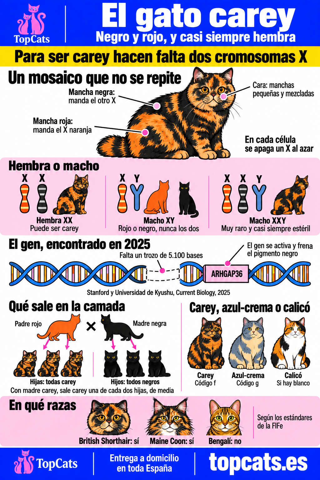 Infografía del gato carey: por qué casi todos son hembras por el gen naranja del cromosoma X, el macho carey XXY y estéril, la diferencia entre carey, azul-crema y calicó, qué colores salen según los padres y en qué razas existe